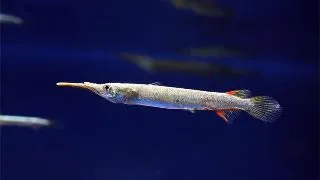 Dermogenys pusillus