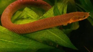 Erpetoichthys calabaricus