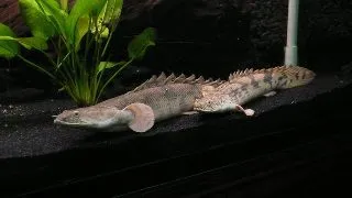 Polypterus endlicheri endlicheri