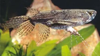 Pantodon buchholzi