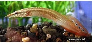 Macrognathus aculeatus