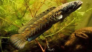 Ornate snakehead