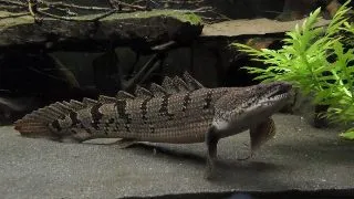 Polypterus delhezi