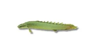Polypterus senegalus