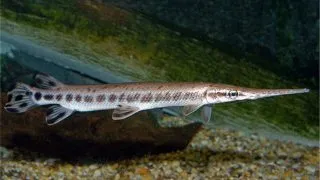 Lepisosteus oculatus