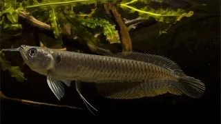 Osteoglossum bicirrhosum Arowana