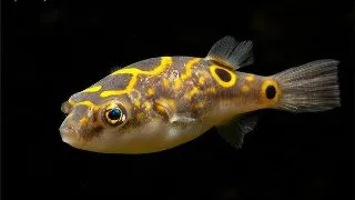 Tetraodon biocellatus