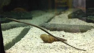 Doryichtys boaja