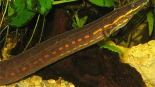 Spotted Fire Eel