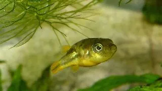 Tetraodon travancoricus