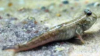 Periopthalmus novemradiatus