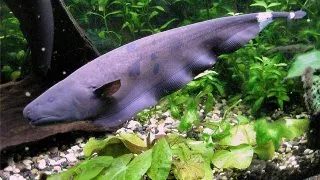Apteronotus albifrons