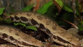 Channa obscurus