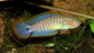 Tateurndina ocellicauda