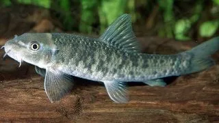 Garra rufa