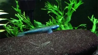 Stiphodon sp.  undio blue