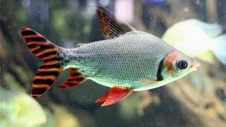 Semaprochilodus  taeniurus. redfin (Silver prochilodus red fin)