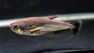Hydrolycus scomberoides