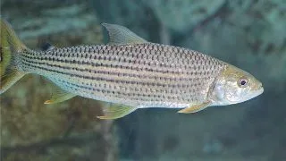 Hydrocynus vittatus ( African tigerfish)