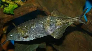 Gnathonemus petersii (Elephantnose Fish)
