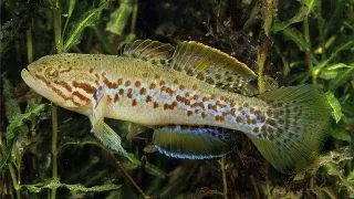 Mogurnda adspersa