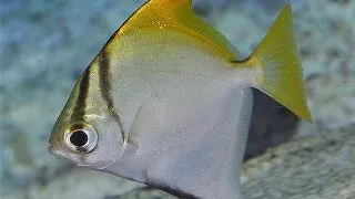 Monodactylus argenteus