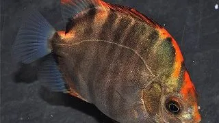 Scatophagus argus red