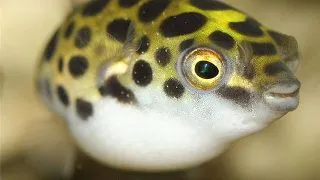 Tetraodon nigroviridis