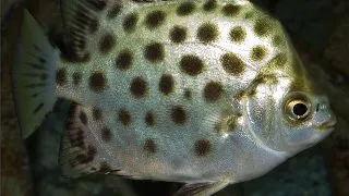 Scatophagus argus