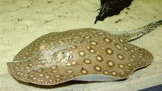 Potamotrygon motoro
