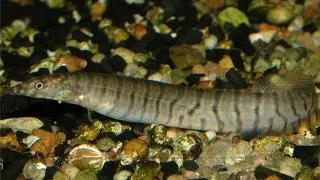 Mastacembelus zebrinus