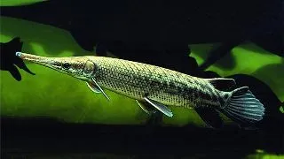 Lepisosteus spatula