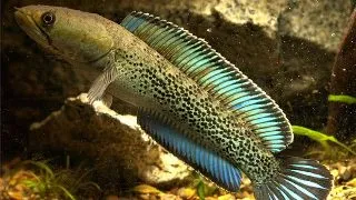 Channa stewarti