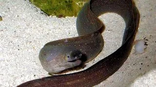 Gymnothorax tile
