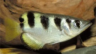 Toxotes jaculatrix