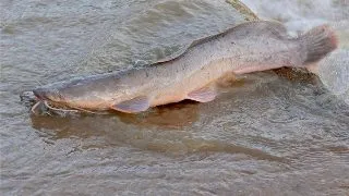Clarias gariepinus