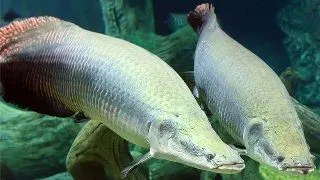 Arapaima gigas