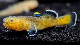 Chamidogobius eremius gold