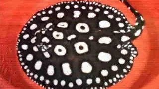 Potamotrygon leopoldi black diamond
