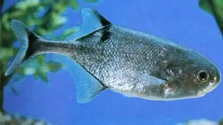 Petrocephalus simus