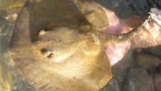 Potamotrygon magdalaenae reticulatus cb.