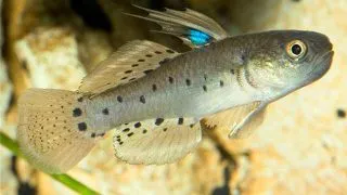Stigmatogobius sadanundio