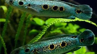 Channa pleurophthalma