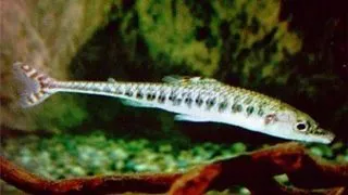 Phago maculatus