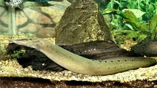 Mastacembelus siamensis