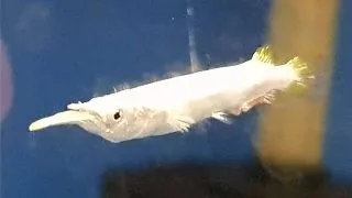 Dermogenys pusillus white