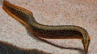 Afromastacembelus frenatus