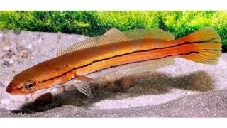 Channa diplogramma (Orange snakehead)