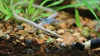 Doryichtys martensii