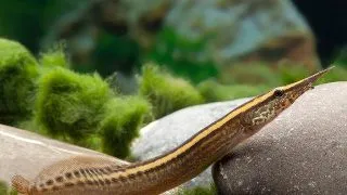 Mastacembelus circumcinctus